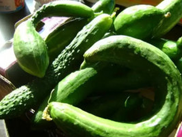 吃黄瓜嘴唇发涩,黄瓜吃了嘴唇麻怎么回事