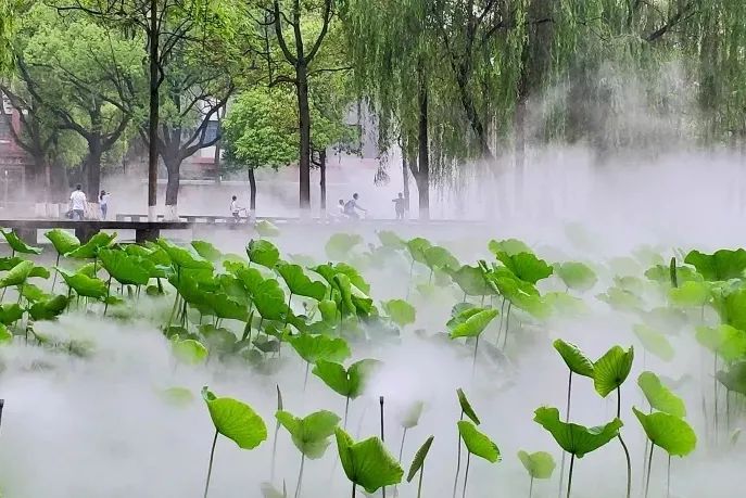 仙气荷池、时光走廊、滨湖绿道……川大持续惊艳焕颜！同学：这是仙境吗？