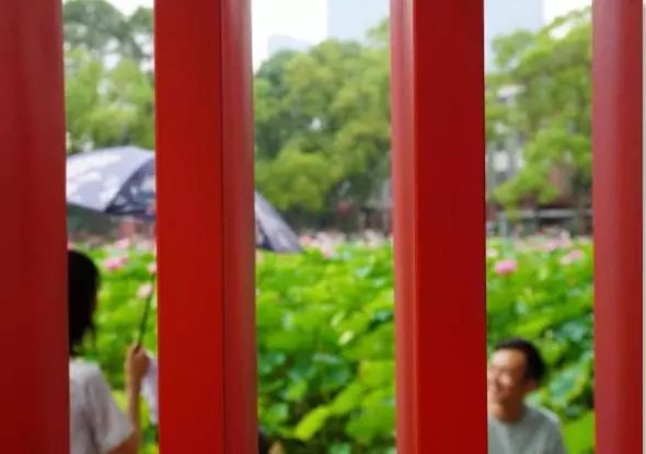 仙气荷池、时光走廊、滨湖绿道……川大持续惊艳焕颜！同学：这是仙境吗？