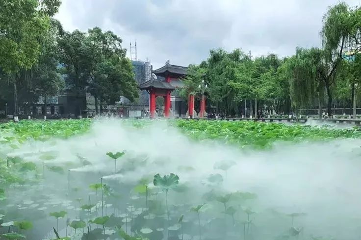 仙气荷池、时光走廊、滨湖绿道……川大持续惊艳焕颜！同学：这是仙境吗？