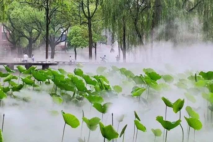 仙气荷池、时光走廊、滨湖绿道……川大持续惊艳焕颜！同学：这是仙境吗？