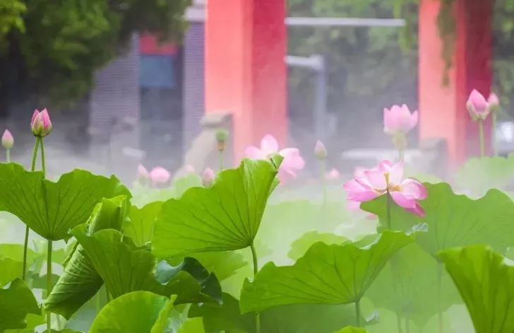 仙气荷池、时光走廊、滨湖绿道……川大持续惊艳焕颜！同学：这是仙境吗？