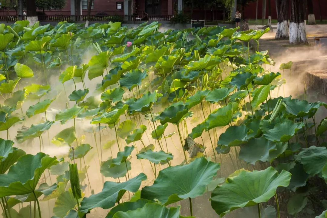 仙气荷池、时光走廊、滨湖绿道……川大持续惊艳焕颜！同学：这是仙境吗？