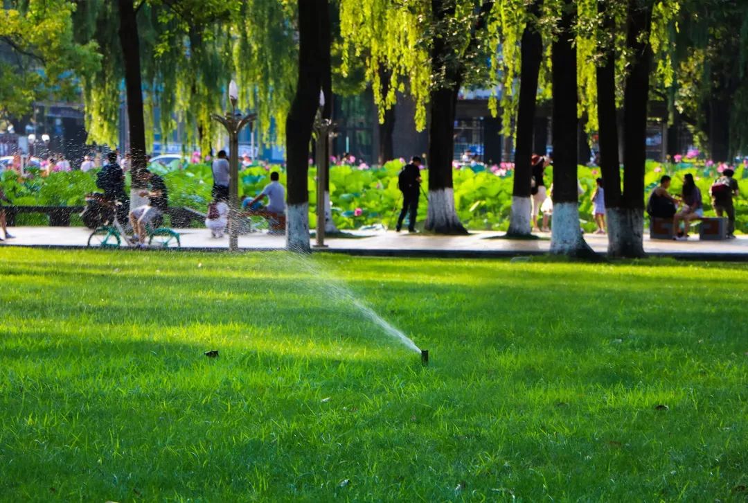 仙气荷池、时光走廊、滨湖绿道……川大持续惊艳焕颜！同学：这是仙境吗？