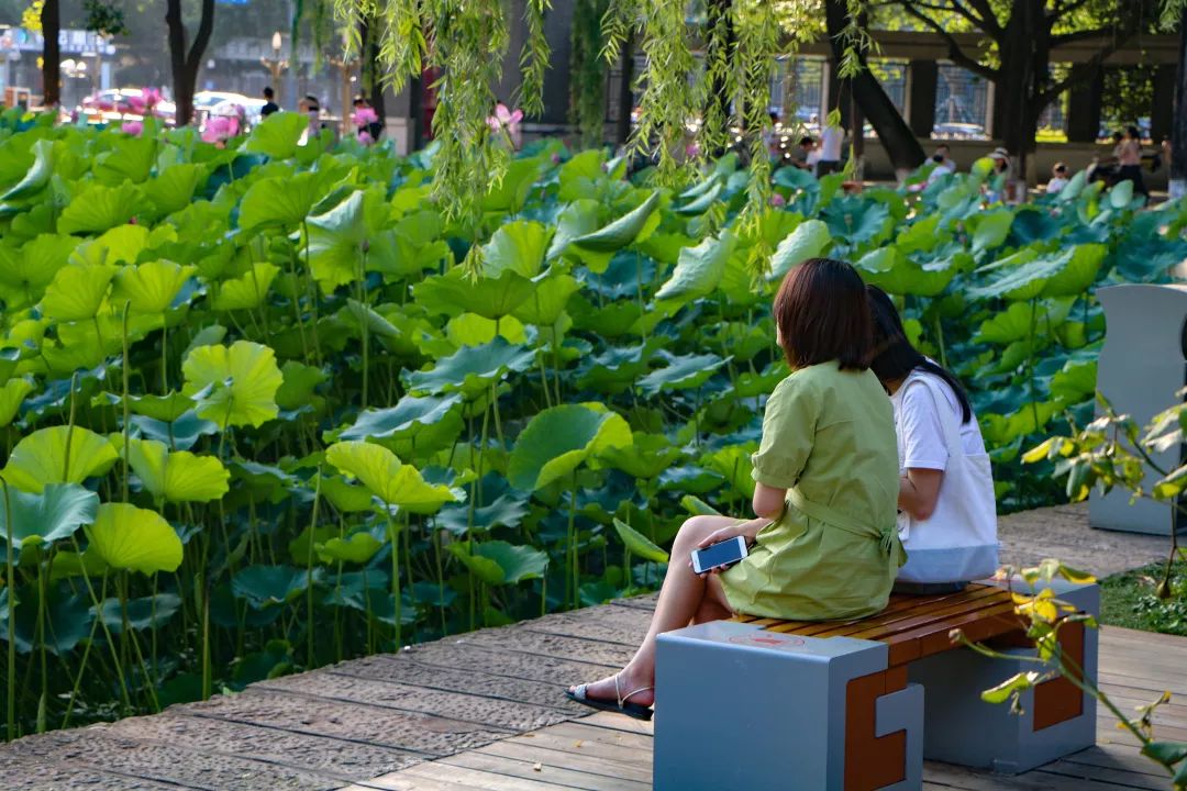 仙气荷池、时光走廊、滨湖绿道……川大持续惊艳焕颜！同学：这是仙境吗？