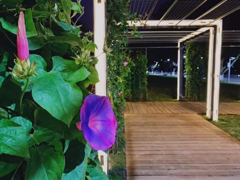 仙气荷池、时光走廊、滨湖绿道……川大持续惊艳焕颜！同学：这是仙境吗？