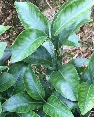 代森锰锌杀菌剂,70%代森锰钾杀菌剂