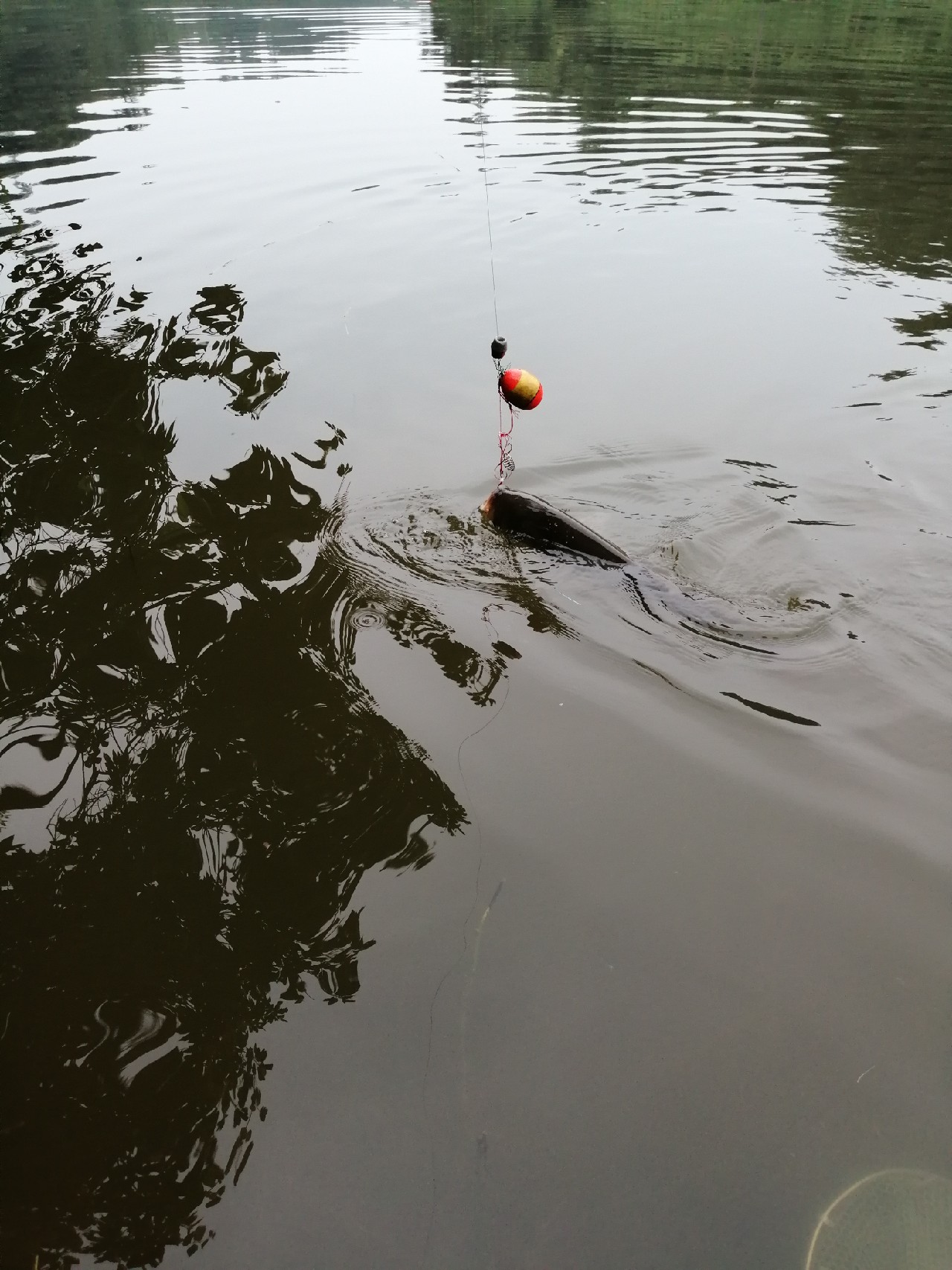 海竿篇：吟龙剑岀鞘擒鲢显风骚