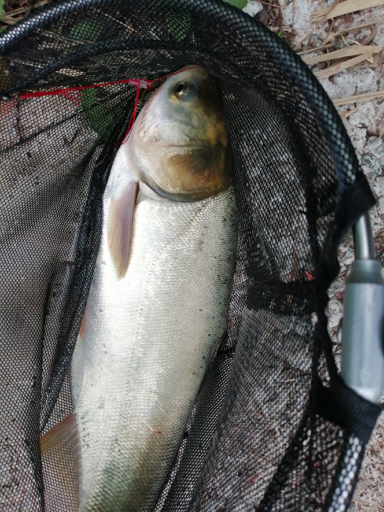 海竿篇：吟龙剑岀鞘擒鲢显风骚