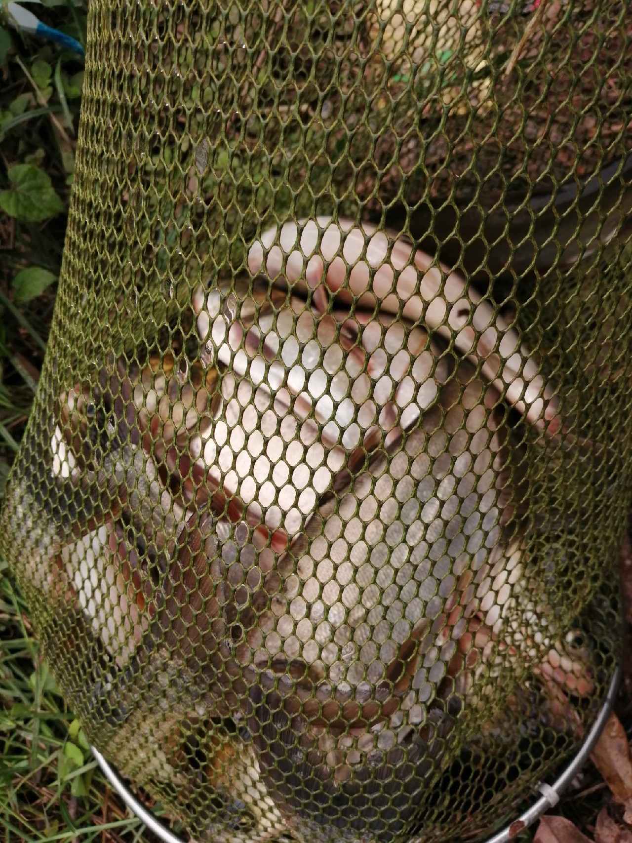 海竿篇：吟龙剑岀鞘擒鲢显风骚