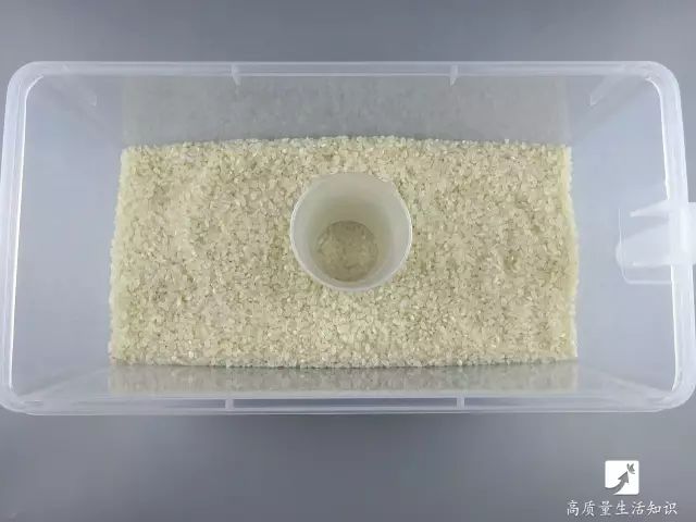 大米生虫子怎么快速驱虫妙招,大米生虫子怎么快速驱虫