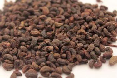 这一味药似是因爱而生为爱而终