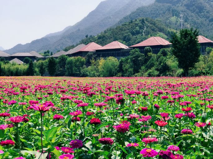 可以大快朵颐的野生溪鱼，矿物质养生的古温泉！杭州这个村还美成一幅画…