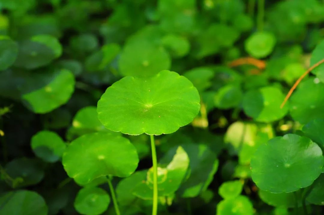 白毛香菇草,香菇草怎么养