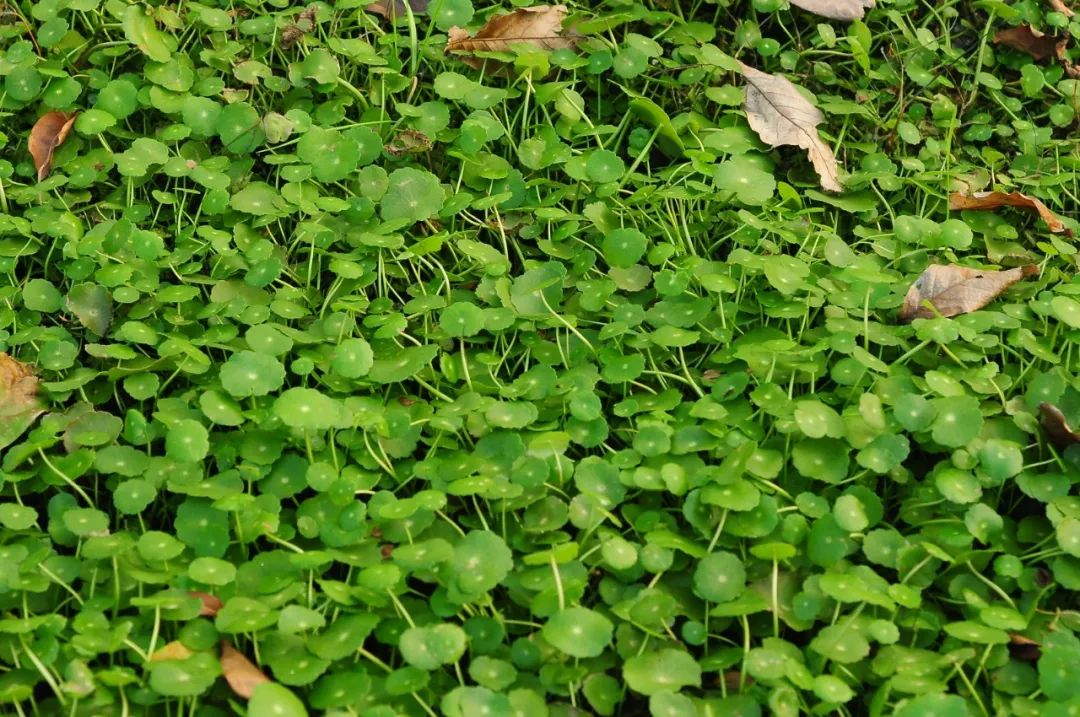 白毛香菇草,香菇草怎么养