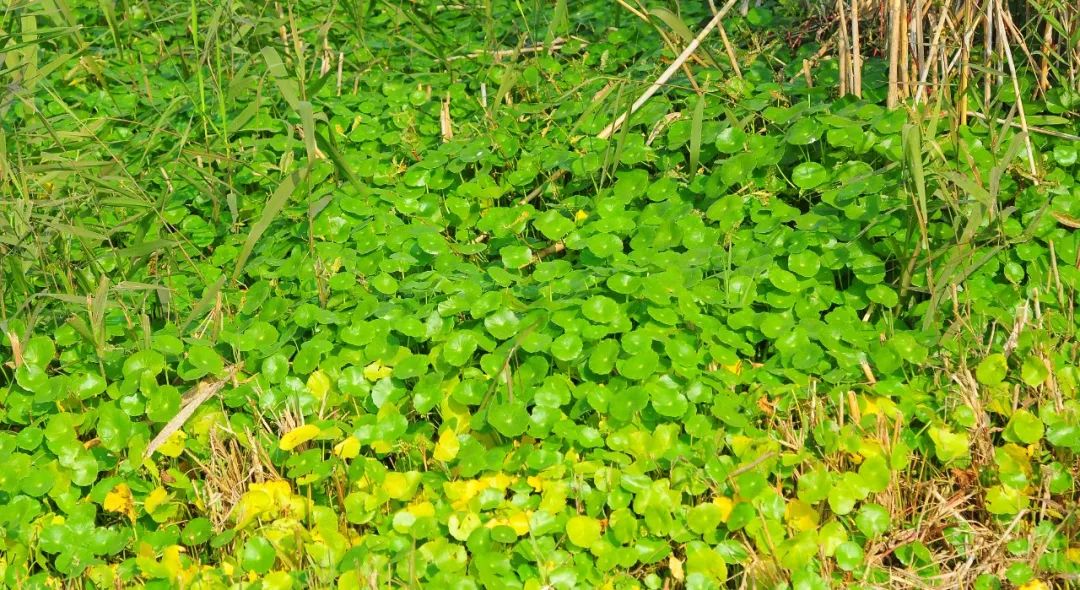 白毛香菇草,香菇草怎么养