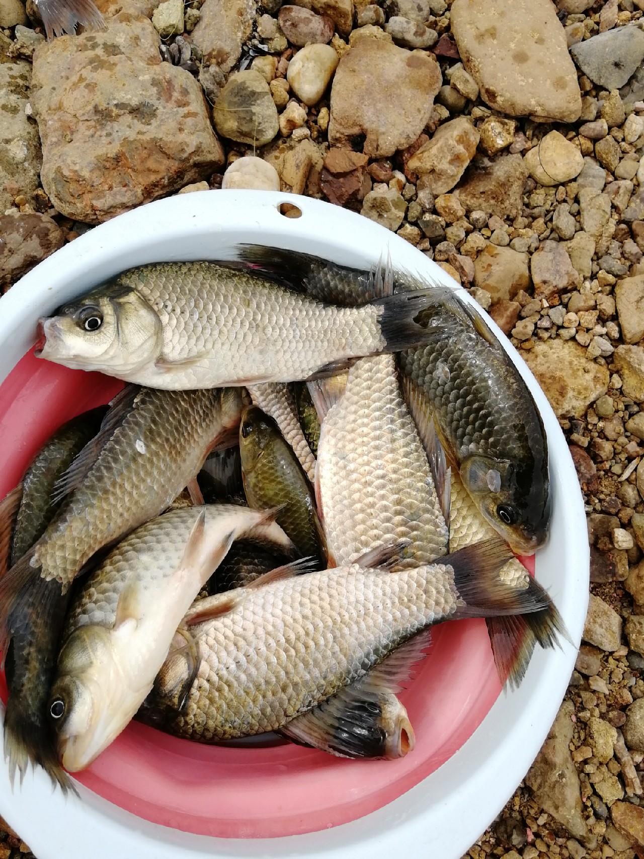 矶竿滑漂新玩法,矶钓滑漂完怎么收竿