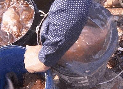 它来了，它来了，这种神秘的海产品随着入伏走来了~