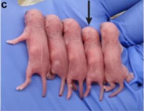 出生小鼠基因编辑,科学家对胚胎进行基因编辑