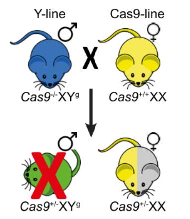 出生小鼠基因编辑,科学家对胚胎进行基因编辑