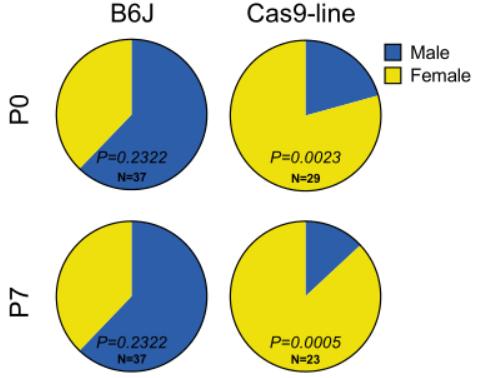 出生小鼠基因编辑,科学家对胚胎进行基因编辑