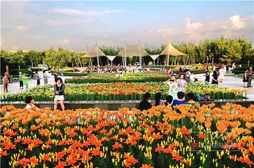 百合花海打卡地,春天长春网红打卡地