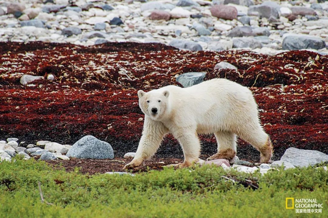北极蚊子都泛滥了，咱被咬两口就别哭了