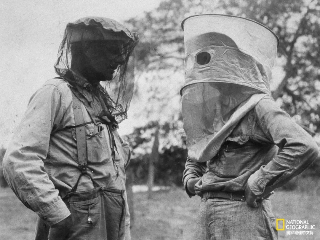 北极蚊子都泛滥了，咱被咬两口就别哭了