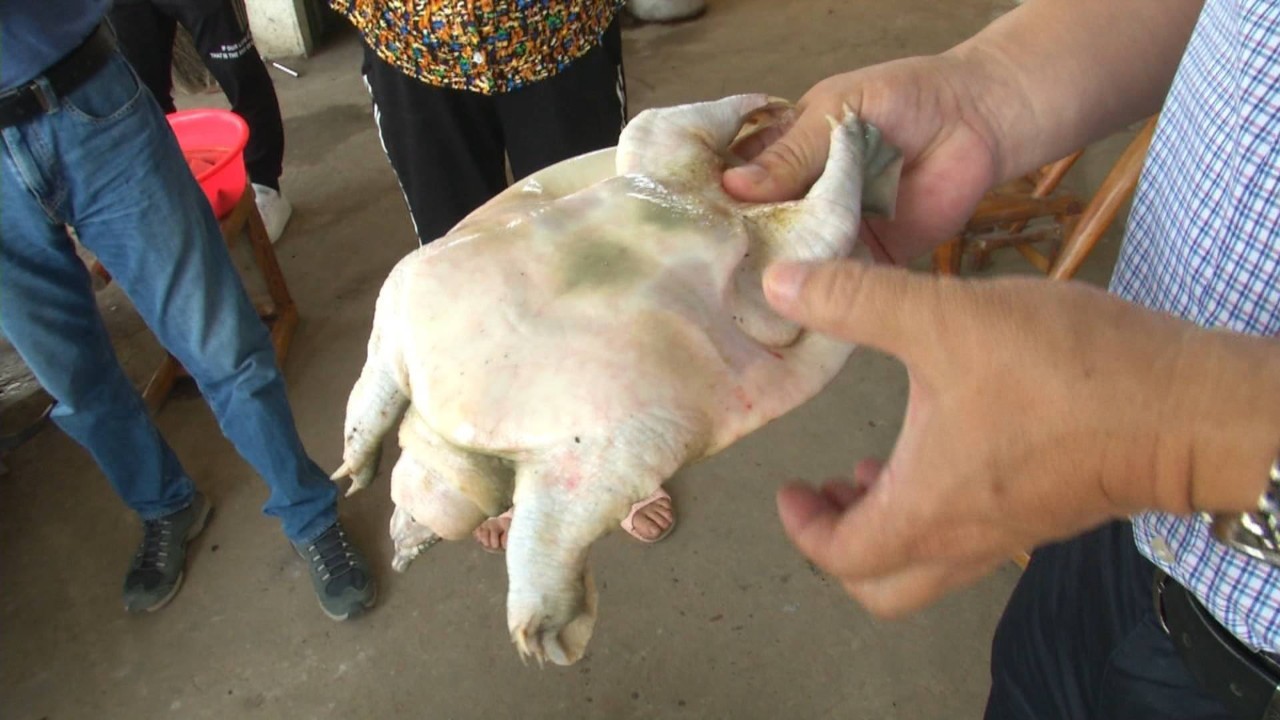 甲鱼一上岸就死,甲鱼死亡的各种症状