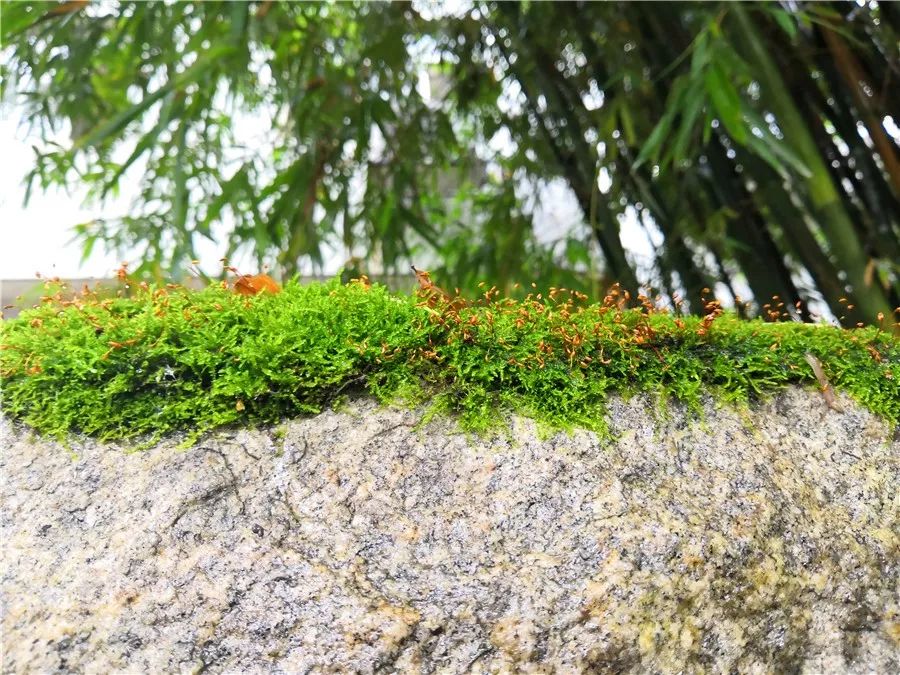 代购被投诉商标侵权怎么办,国外代购侵害商标权吗