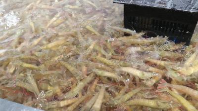 实拍！青岛第二家盒马来了，龙虾89/只、面包蟹98/只