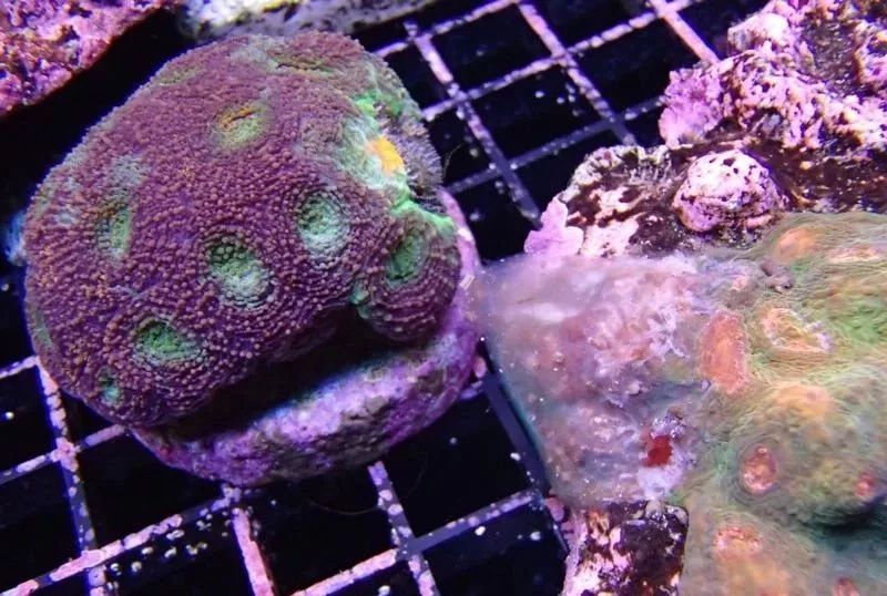 生死看淡不服就干古风打戏,生死看淡不服就干打一动物