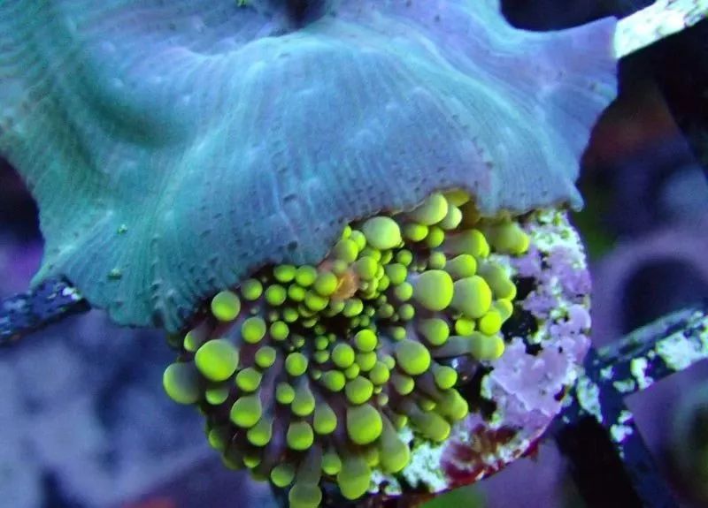 生死看淡不服就干古风打戏,生死看淡不服就干打一动物