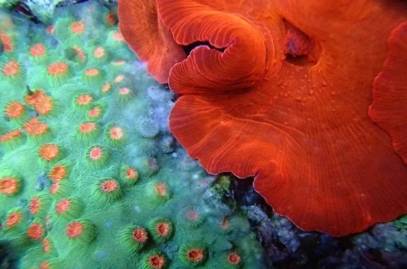 生死看淡不服就干古风打戏,生死看淡不服就干打一动物