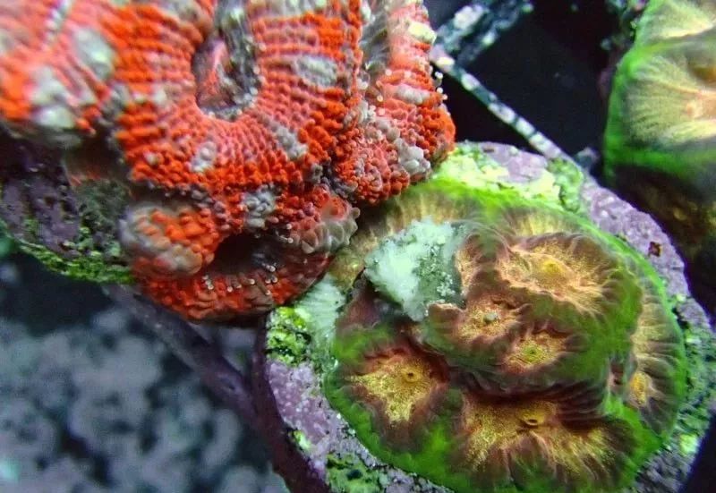 生死看淡不服就干古风打戏,生死看淡不服就干打一动物