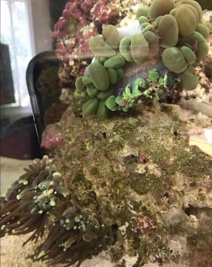 生死看淡不服就干古风打戏,生死看淡不服就干打一动物