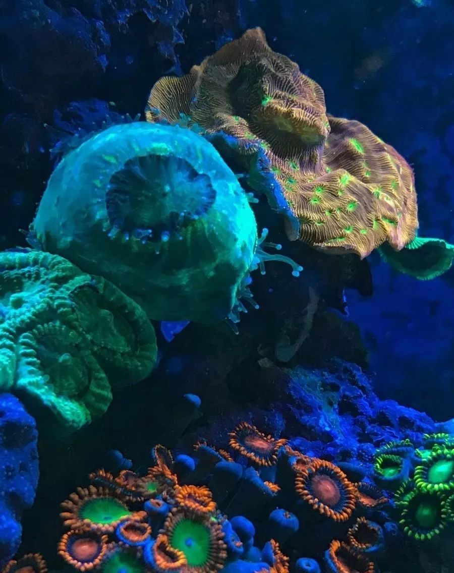 生死看淡不服就干古风打戏,生死看淡不服就干打一动物