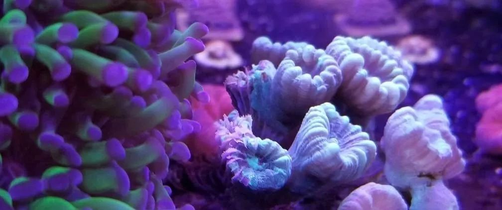 生死看淡不服就干古风打戏,生死看淡不服就干打一动物