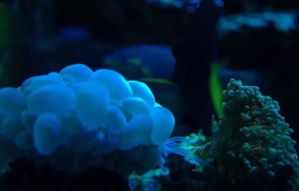 生死看淡不服就干古风打戏,生死看淡不服就干打一动物