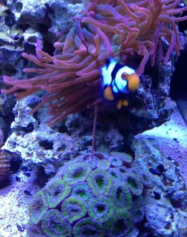 生死看淡不服就干古风打戏,生死看淡不服就干打一动物