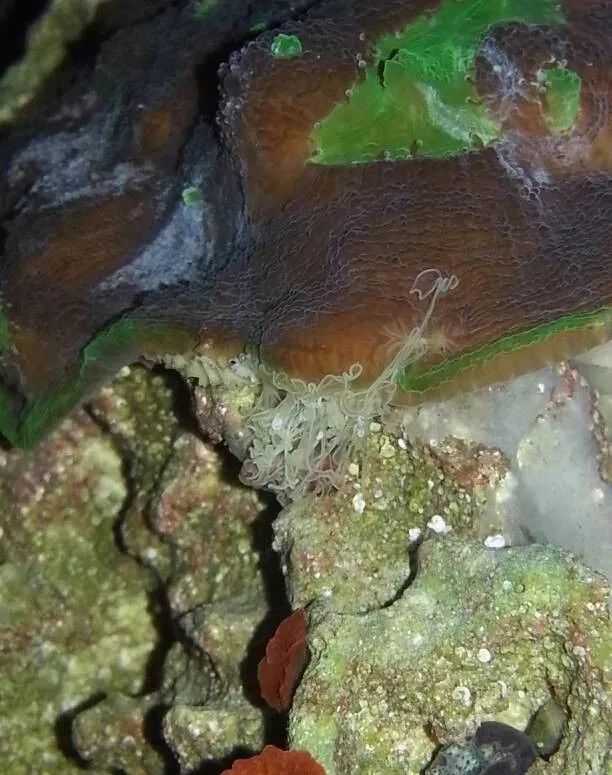 生死看淡不服就干古风打戏,生死看淡不服就干打一动物