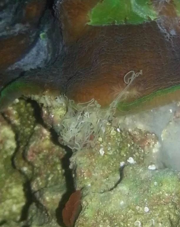 生死看淡不服就干古风打戏,生死看淡不服就干打一动物