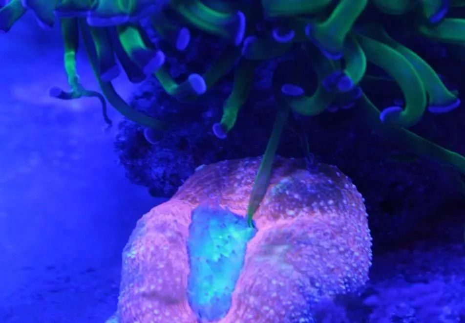 生死看淡不服就干古风打戏,生死看淡不服就干打一动物