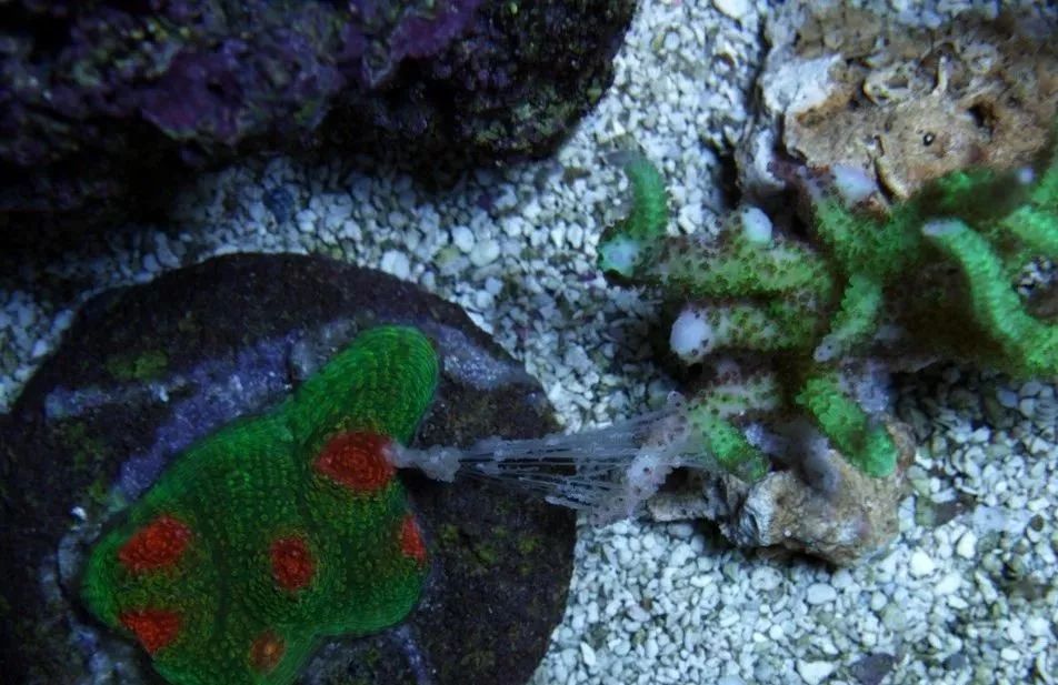 生死看淡不服就干古风打戏,生死看淡不服就干打一动物