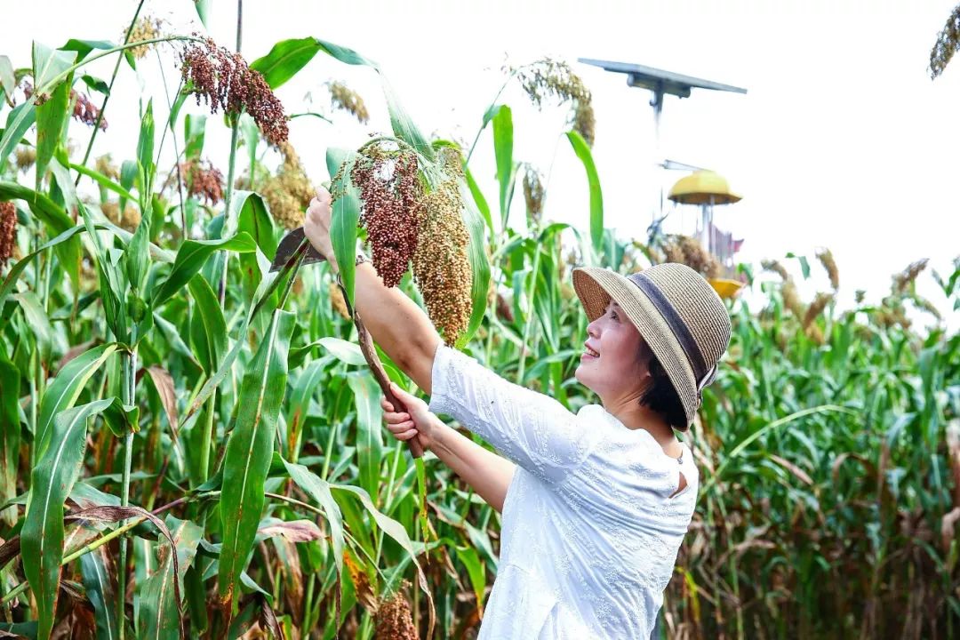 又见高粱红,又见高粱红1-40集解说