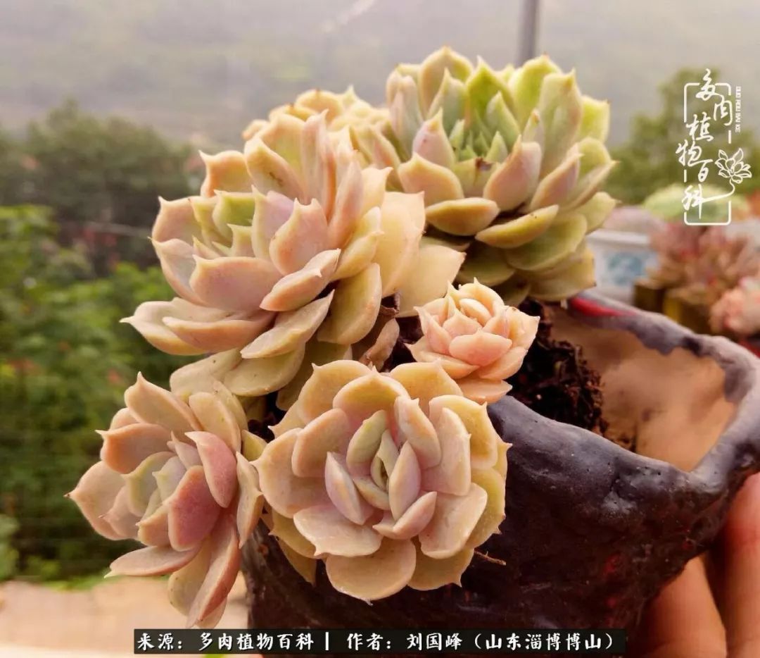 夏季多肉褪色前后对比,聊聊多肉夏季如何防护