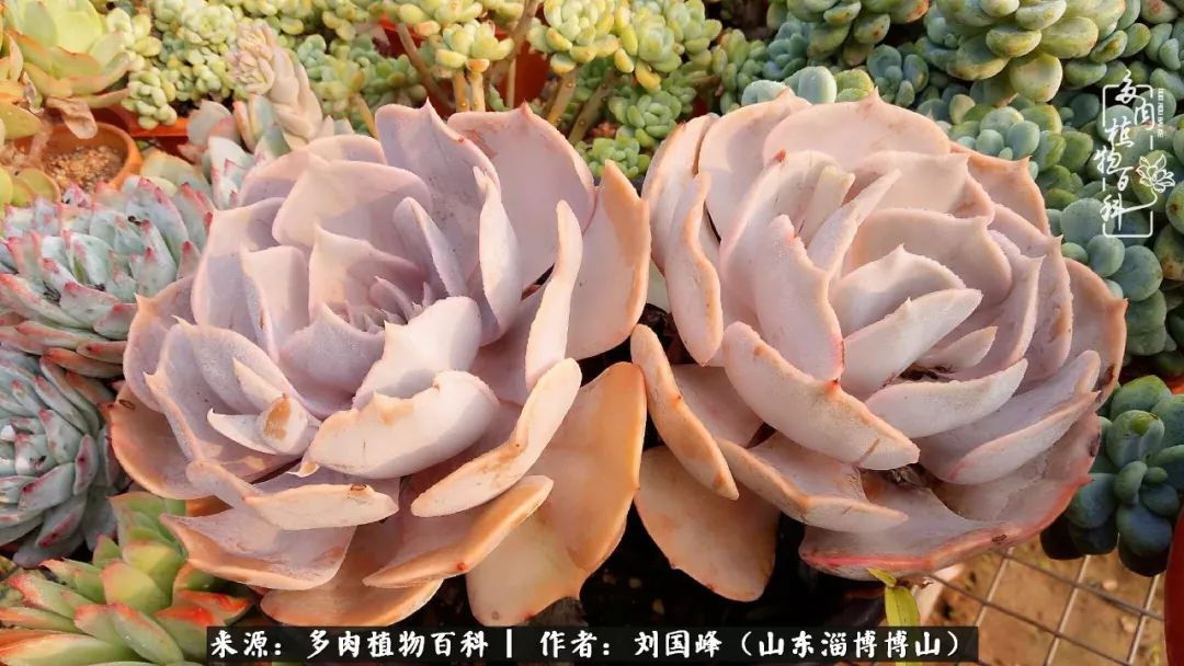 夏季多肉褪色前后对比,聊聊多肉夏季如何防护