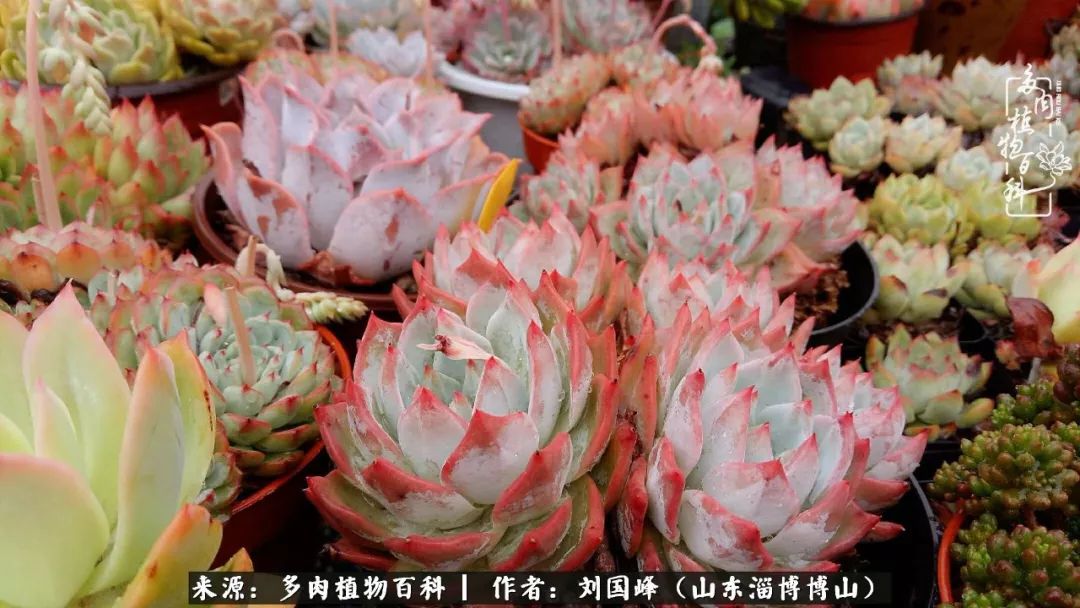 夏季多肉褪色前后对比,聊聊多肉夏季如何防护