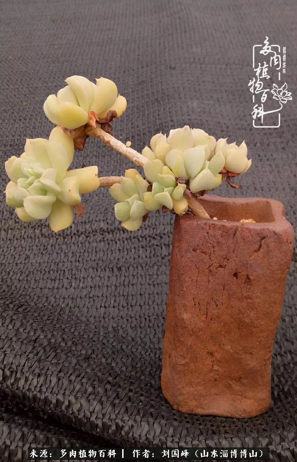 夏季多肉褪色前后对比,聊聊多肉夏季如何防护