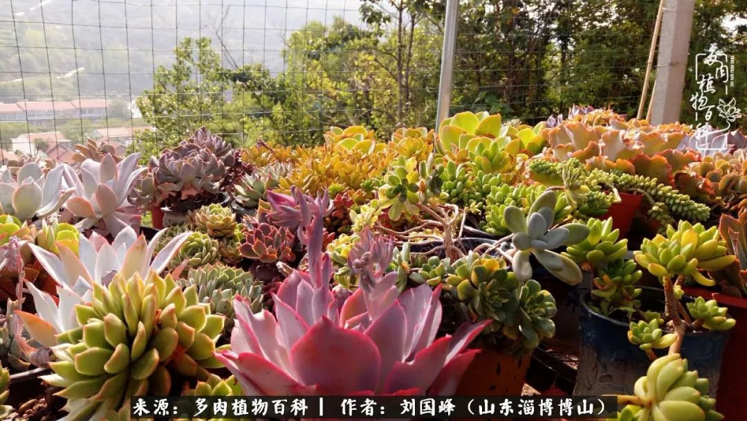 夏季多肉褪色前后对比,聊聊多肉夏季如何防护